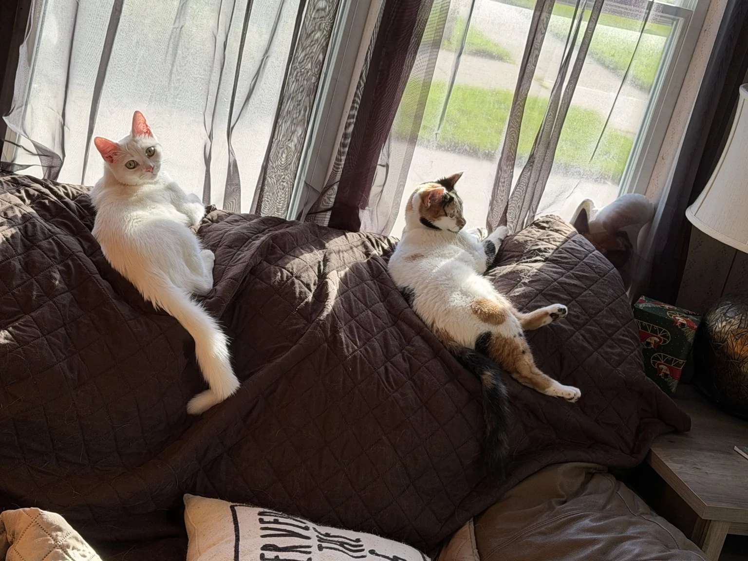 Orzo, the all-white kitten on the left, and another kitten resting on the back of a couch beside a sunny window.